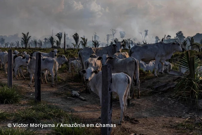 Gado em pastagem, ao lado de área desmatada e recém queimada, em Candeias do Jamari, Rondônia.