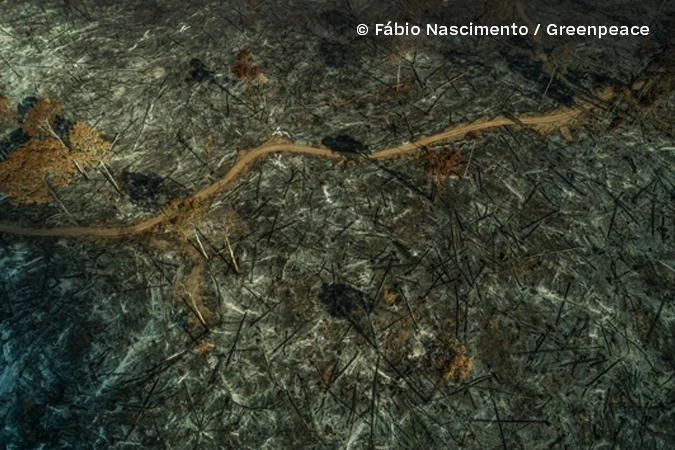 Sobrevoo pelo estado do Pará em 2019, registra garimpos ilegais, extrativisto de madeira ilegal, queimadas desastrozas, campos gigantescos para gado e etc.